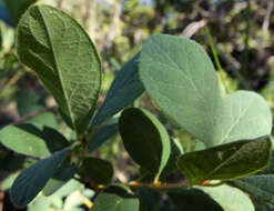 Imagem de Lonicera caerulea var. cauriana (Fern.) Boivin