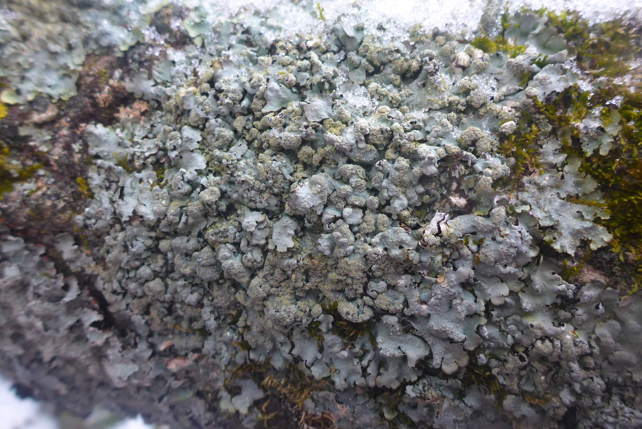 Image of myelochroa lichen