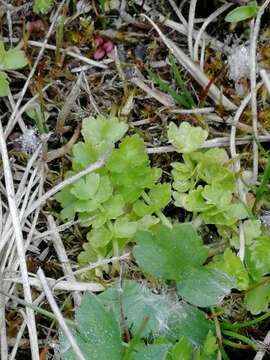 Image of Creeping marshwort