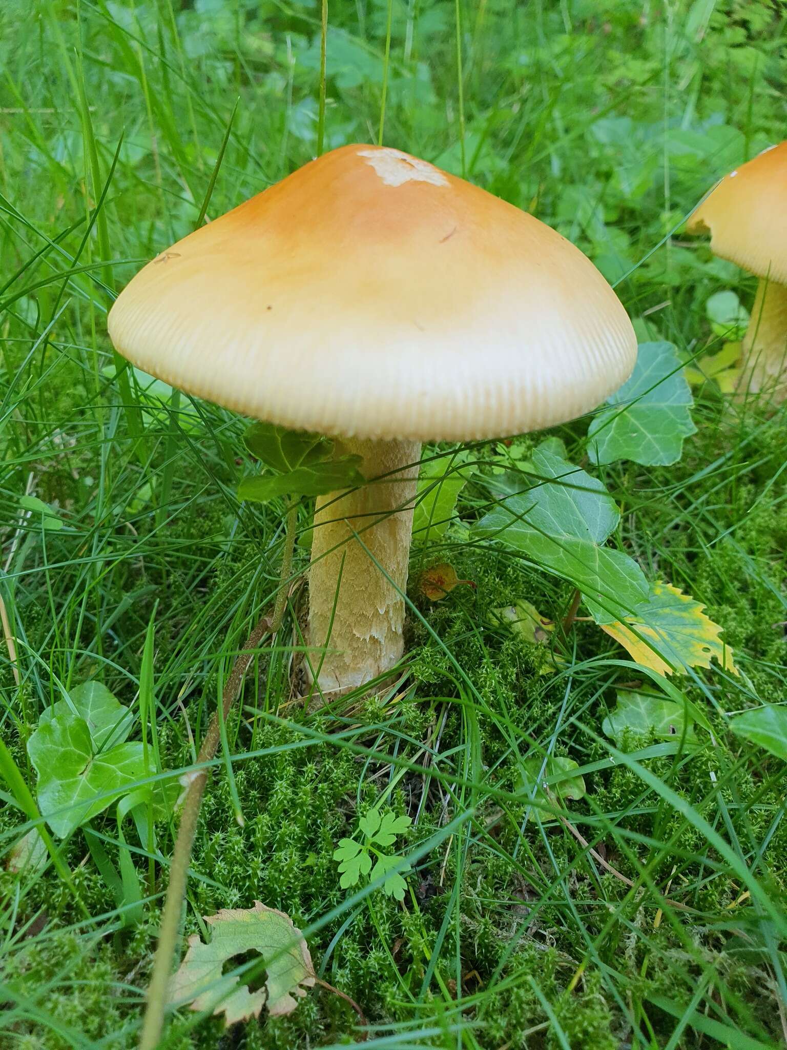 Image de Amanita contui Bon & Courtec. 1989