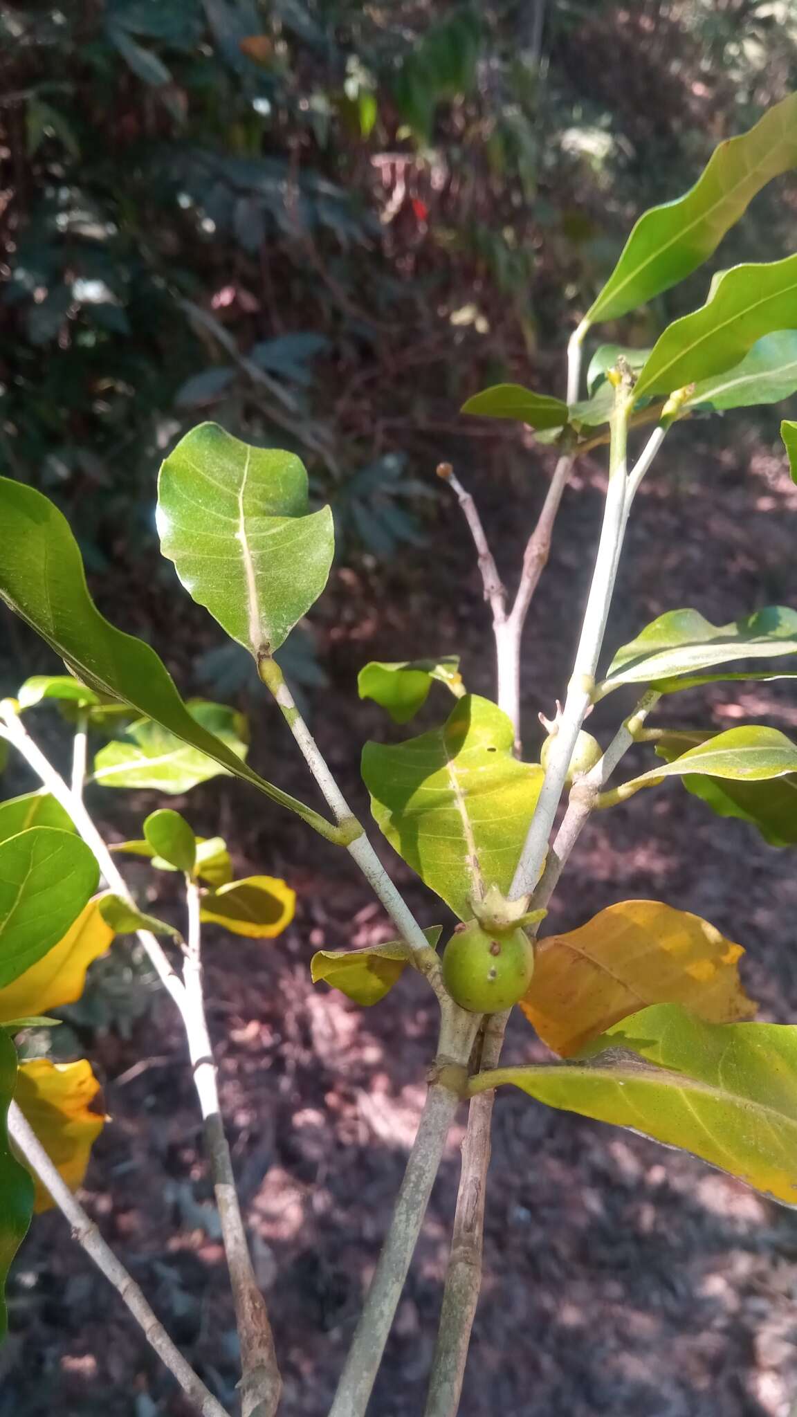 Gardenia rutenbergiana (Baill. ex Vatke) J.-F. Leroy的圖片