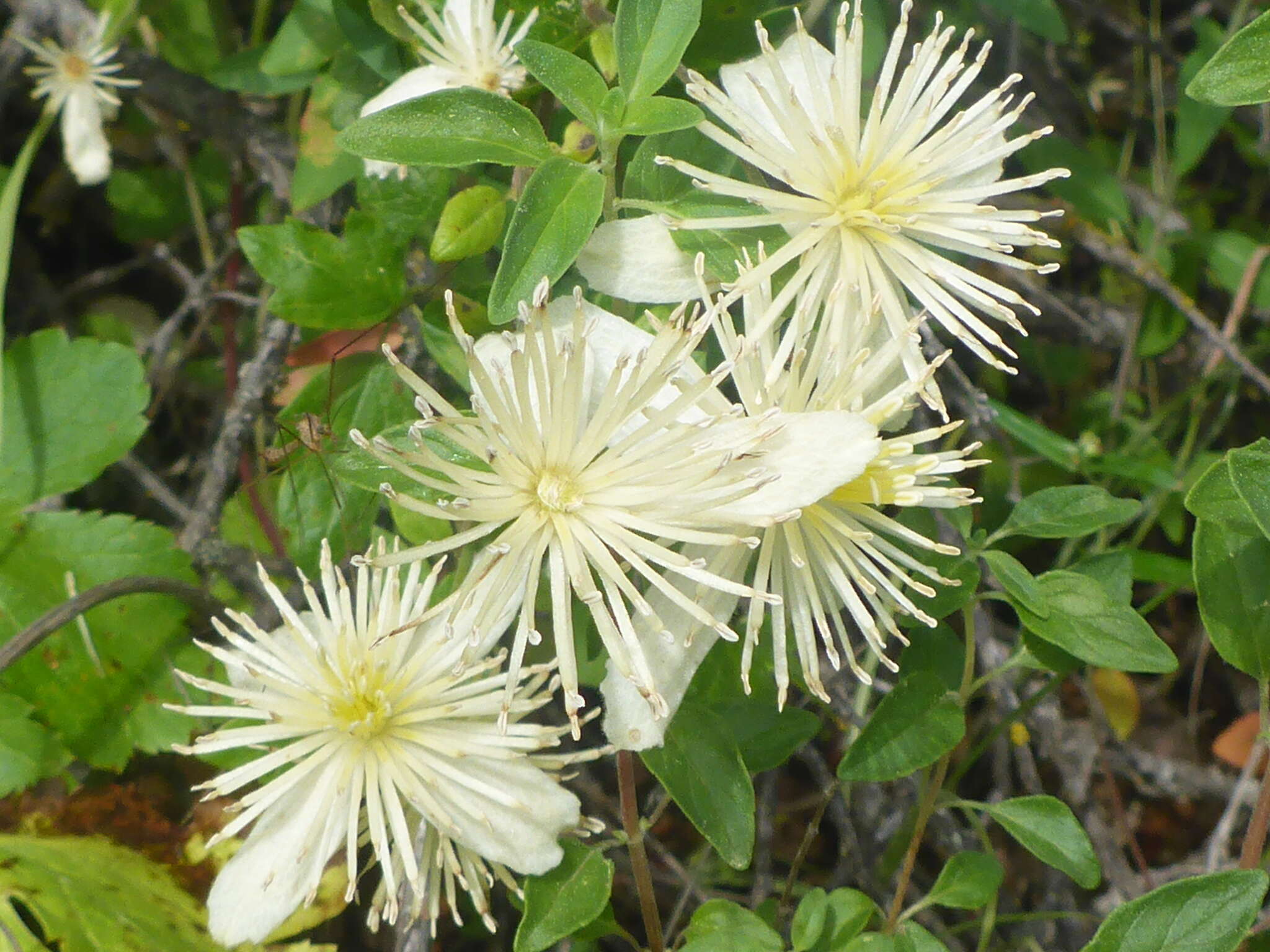 Image of pipestem clematis