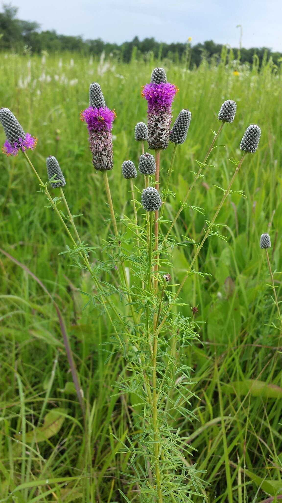 Image of purple prairie clover