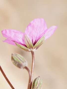 Imagem de Erodium crassifolium (Forsk.) L'Hér.