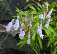 Image de Penstemon hirsutus (L.) Willd.