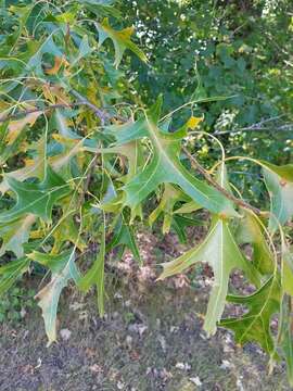 Quercus ellipsoidalis E. J. Hill resmi