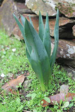 Image of Mededicinal squill