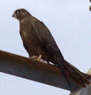 Image of Black Falcon