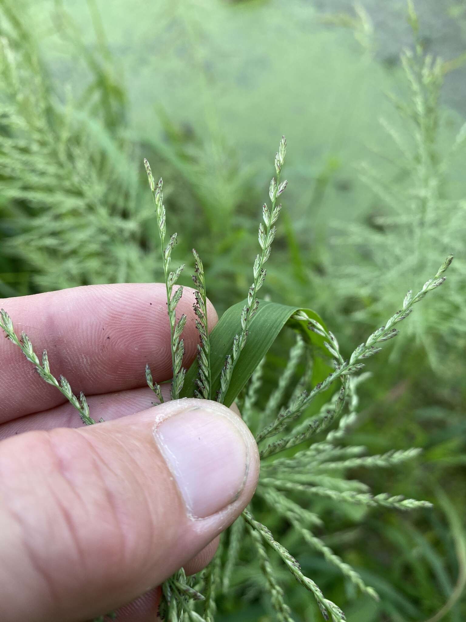 Image of Amazon Viper Grass