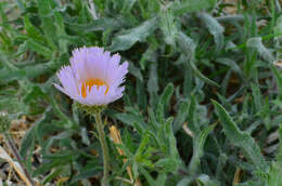 Image of <i>Xylorhiza <i>tortifolia</i></i> var. tortifolia