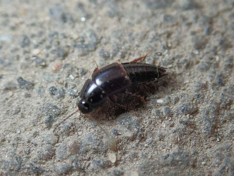 Image of Rove beetle