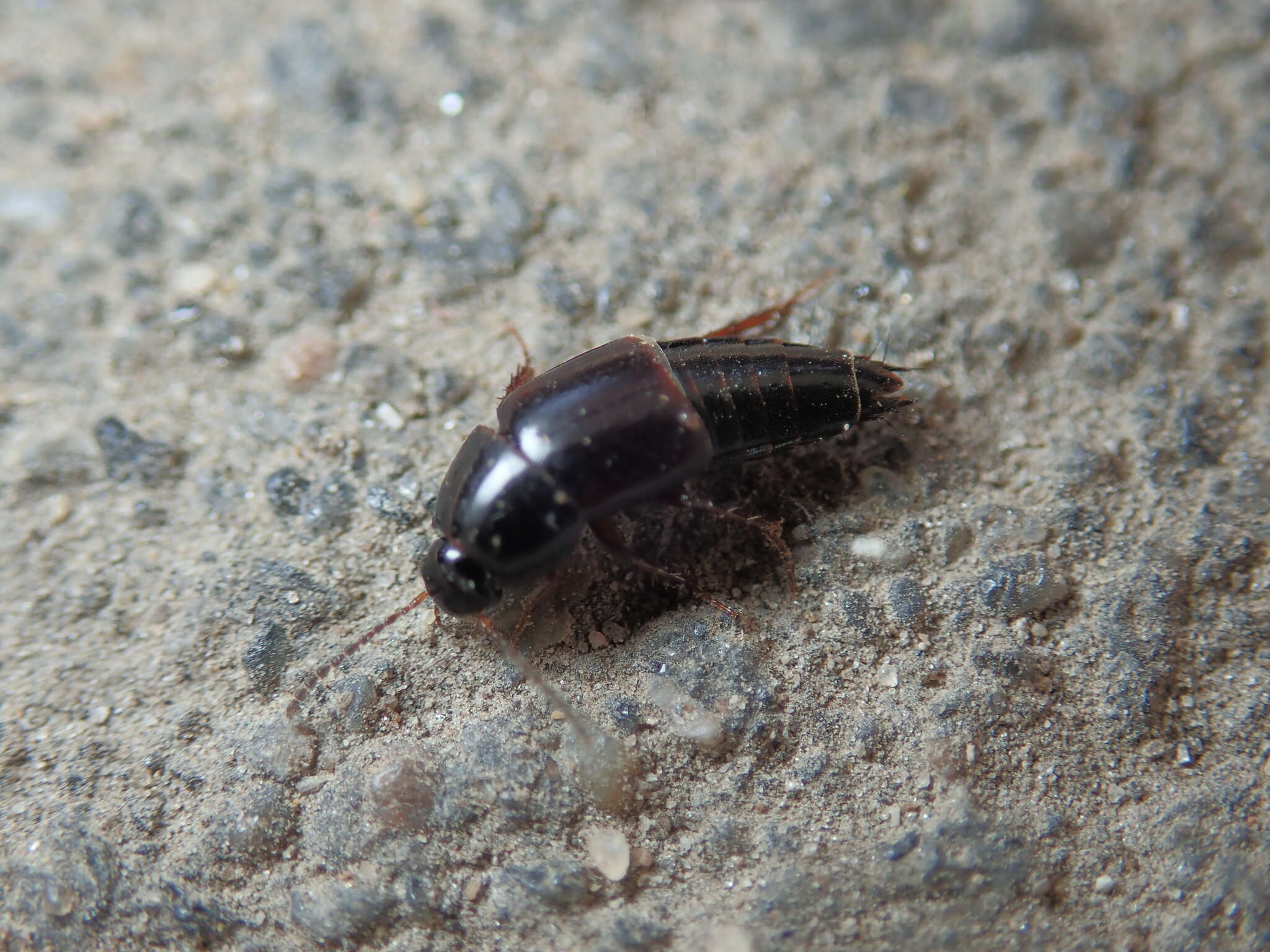 Imagem de Tachinus (Tachinus) rufipes (Linnaeus 1758)