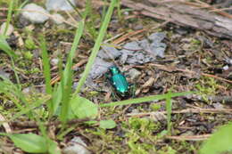 Image of Six Spotted Tiger Beetle