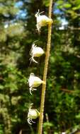 Image of Side-Flower Bishop's-Cap