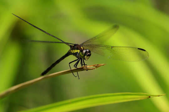 Слика од Agrionoptera longitudinalis Selys 1878