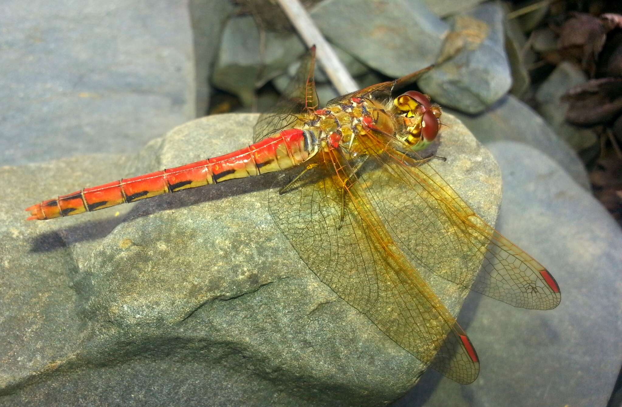 Image of <i>Sympetrum striolatum imitoides</i> Bartenef 1919