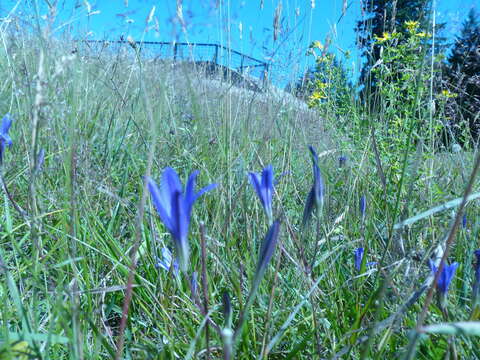 Image of crown brodiaea