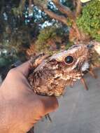 Image of Red-necked Nightjar