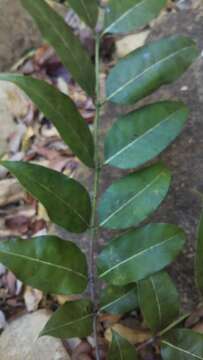 Imagem de Cinnamosma fragrans Baill.