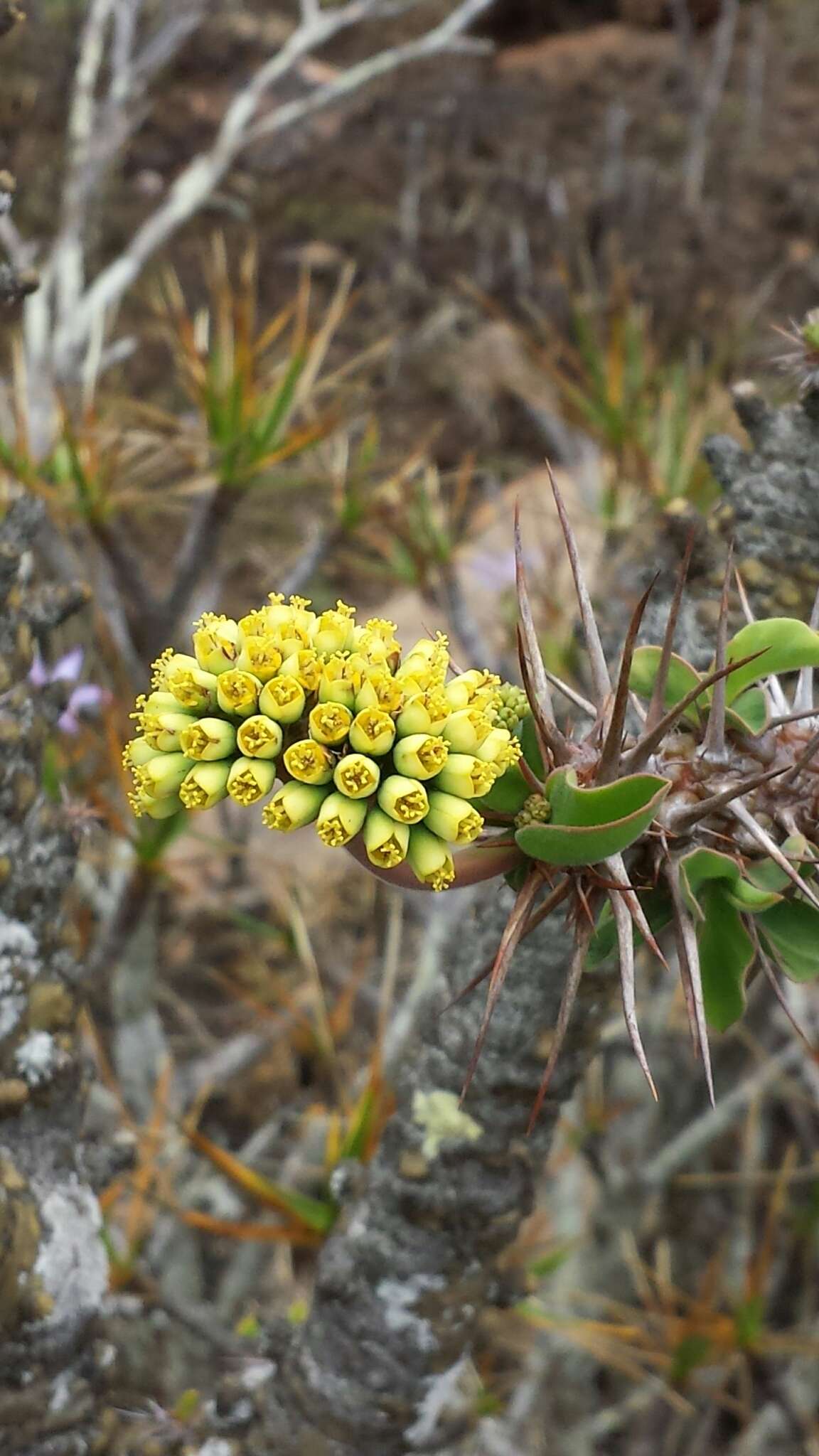 Sivun Euphorbia didiereoides Denis ex Leandri kuva