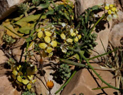 Image of Sisymbrium septulatum DC.