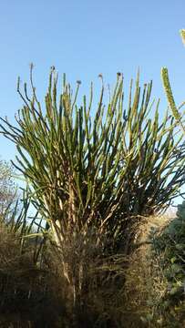 Image of Madagascan ocotillo