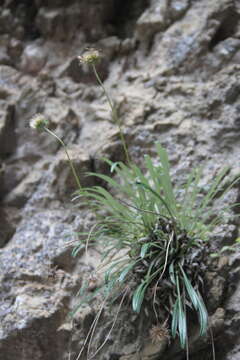 Image of Jurinea dolomitica Galushko