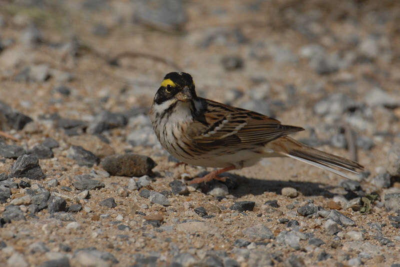 Image of Yellow-browed Bunting