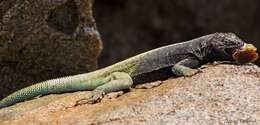 Plancia ëd Microlophus quadrivittatus (Tschudi 1845)