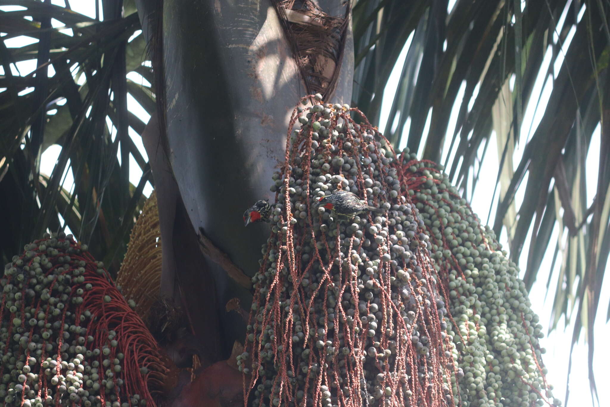 Image of Black-spotted Barbet