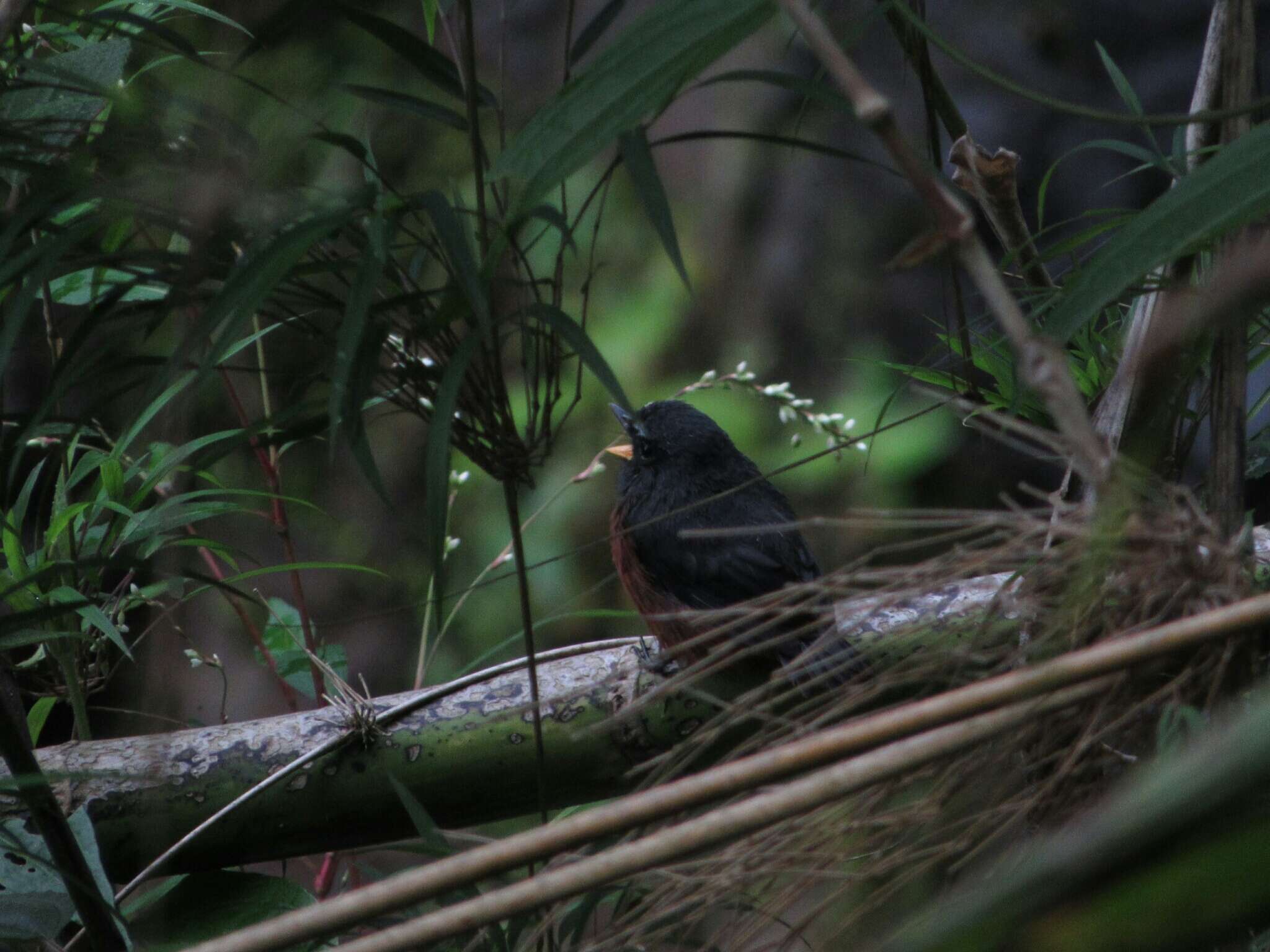 Image of Slaty-backed Chat-Tyrant