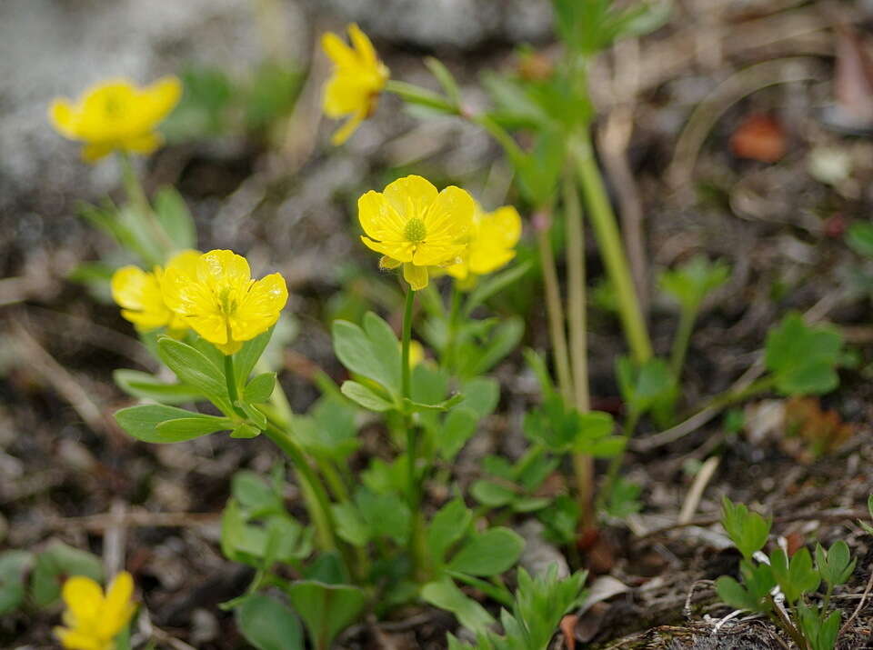 Sivun Ranunculus eschscholtzii Schltdl. kuva