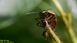 Image de <i>Poecilocoris lewisi</i>