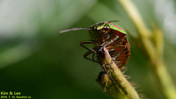 Image of Clown Stink Bug