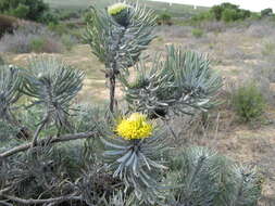 Image de Leucospermum tomentosum (Thunb.) R. Br.