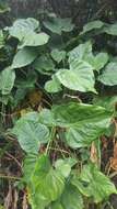 صورة Alocasia cucullata (Lour.) G. Don