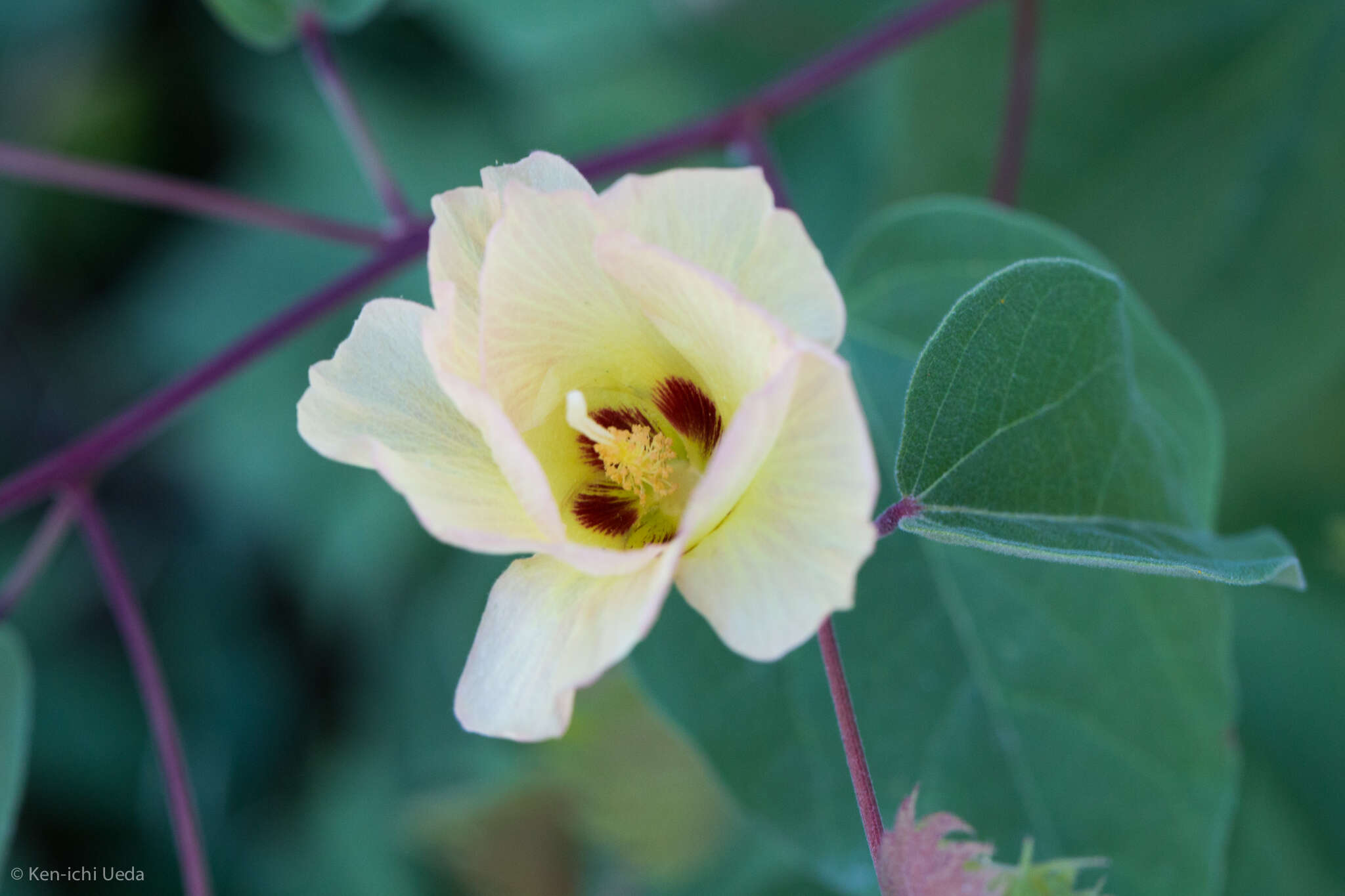 Image de Gossypium klotzschianum Anderss.