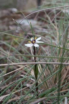 Image of Wurmbea uniflora (R. Br.) T. D. Macfarl.