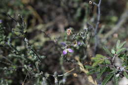 Image of glandleaf milkwort