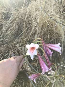 Imagem de Crinum variabile (Jacq.) Herb.