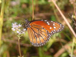 Sivun Danaus (Anosia) eresimus subsp. tethys Forbes 1943 kuva