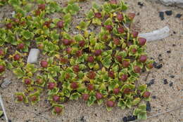 Image of seaside sandplant