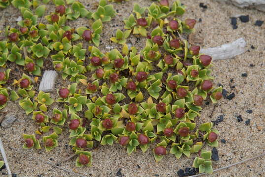 Image of seaside sandplant