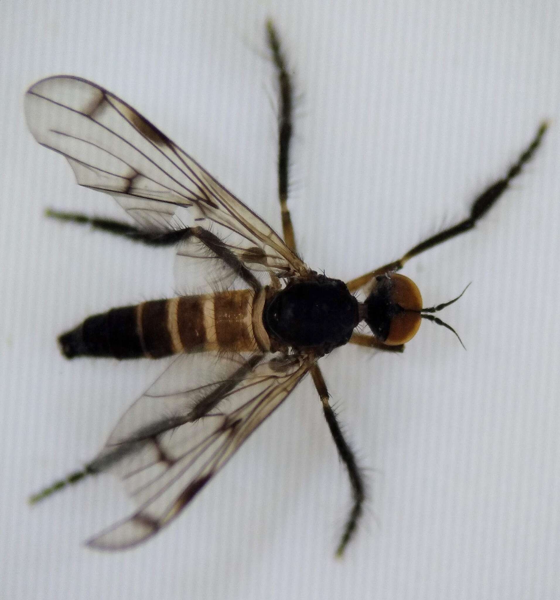 Image of Empis clausa Coquillett 1895