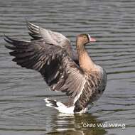 Image of Lesser White-fronted Goose