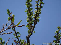 Image de Cladocolea diversifolia (Benth.) J. Kuijt