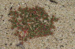 Image of Portulaca bicolor F. Müll.