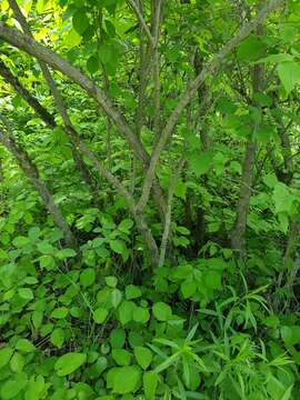 Sivun Crataegus chrysocarpa var. praecox (Sarg.) J. B. Phipps kuva