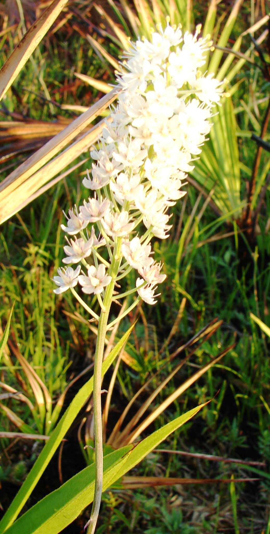 Image of Stenanthium densum (Desr.) Zomlefer & Judd