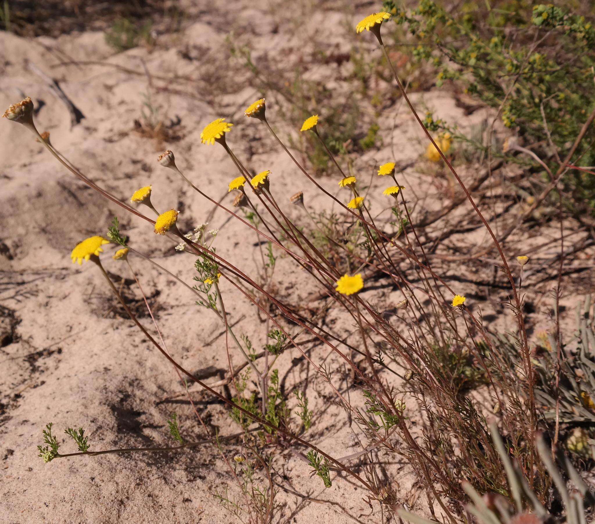 Image of Cotula duckittiae (L. Bolus) K. Bremer & C. J. Humphries